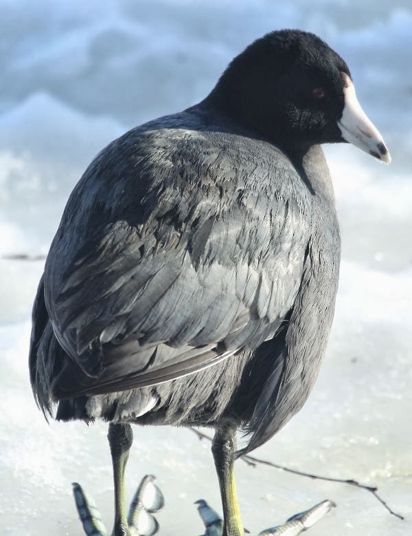 American Coot (Red-shielded) - ML21788521
