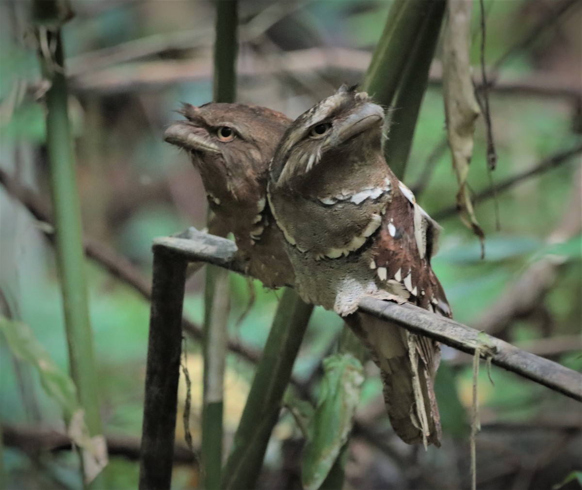 Philippine Frogmouth - ML217887021