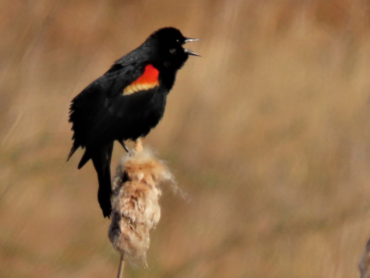 Red-winged Blackbird - Sandy Morrissey