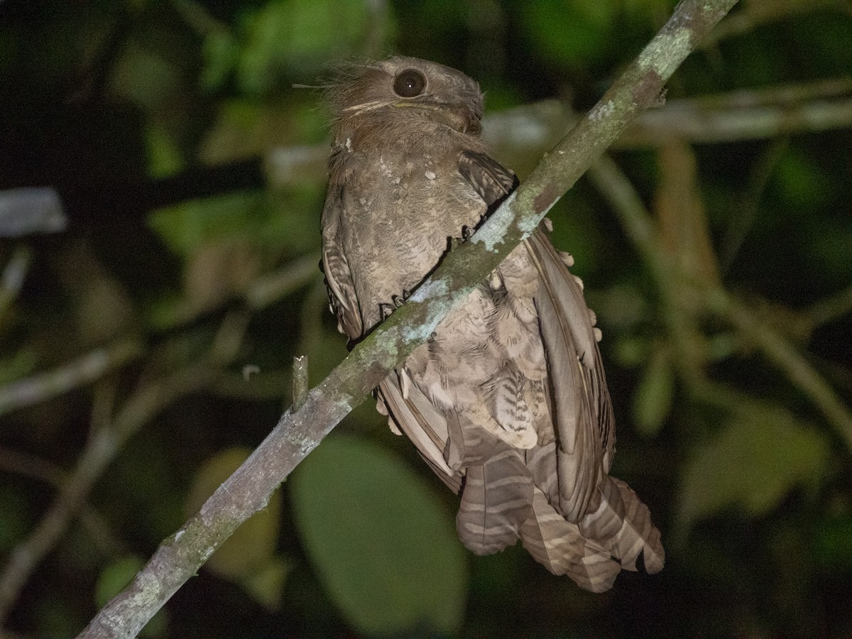 Dulit Frogmouth - ML217888781