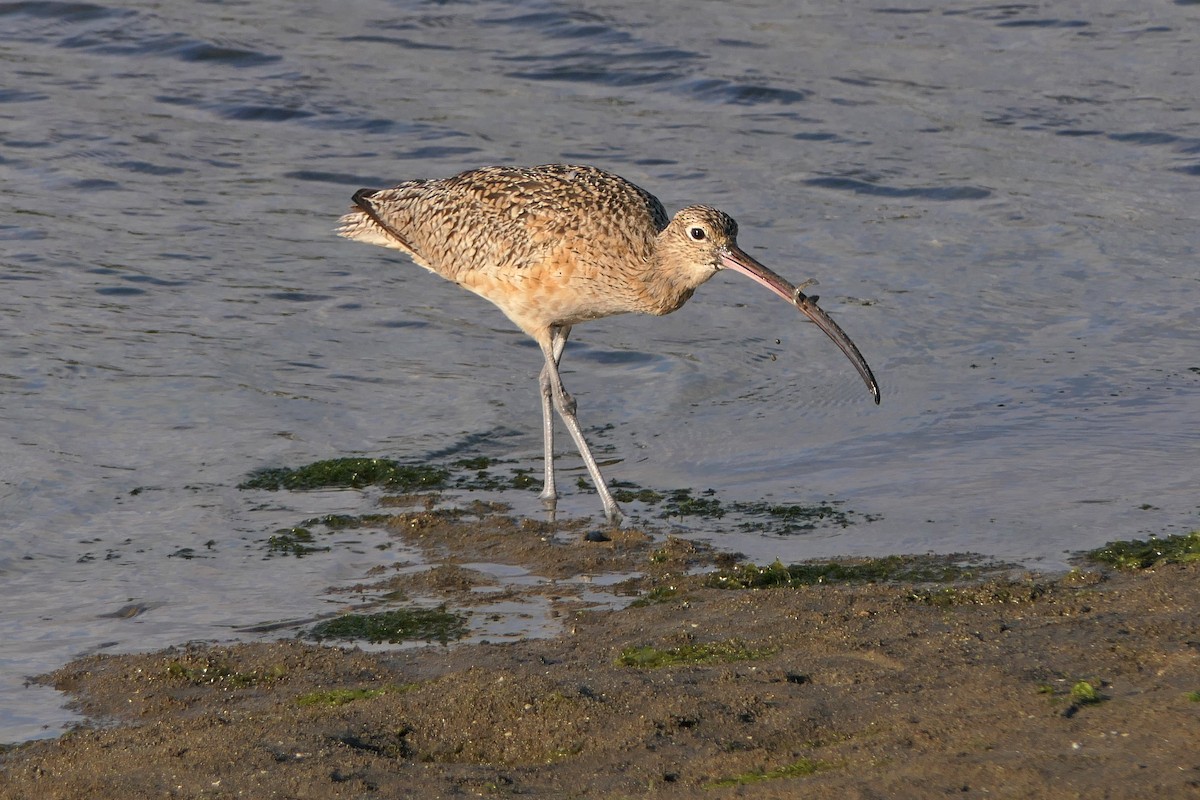 Long-billed Curlew - ML217892271