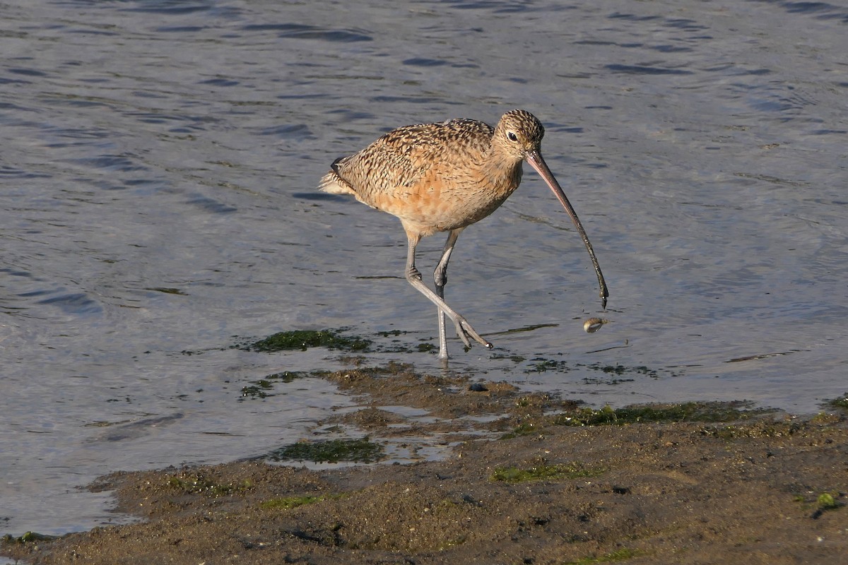 Long-billed Curlew - ML217892311