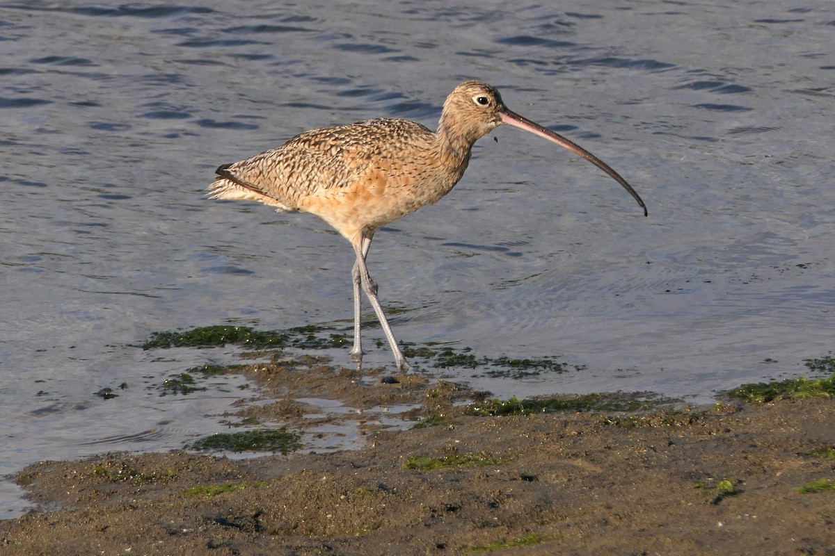 Long-billed Curlew - ML217892511