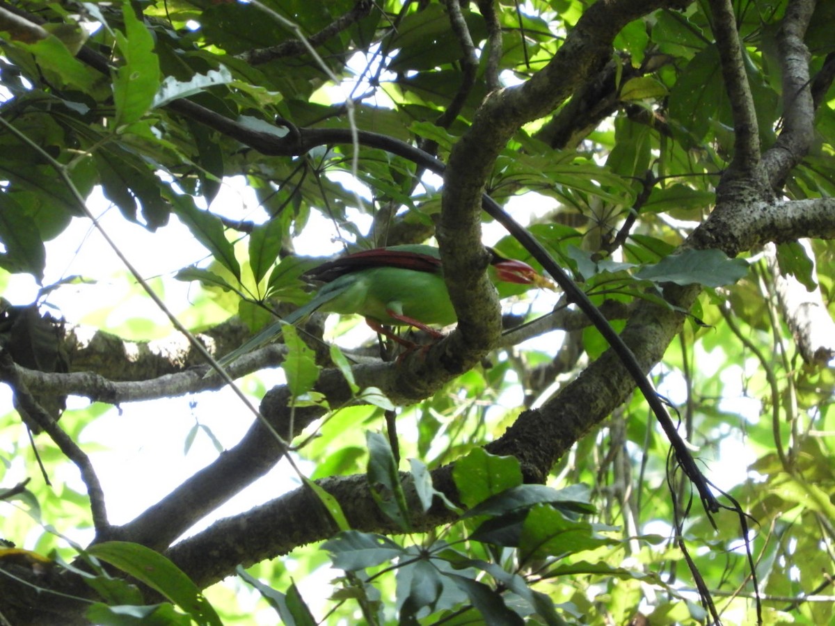Common Green-Magpie - Phanakorn Kraomklang