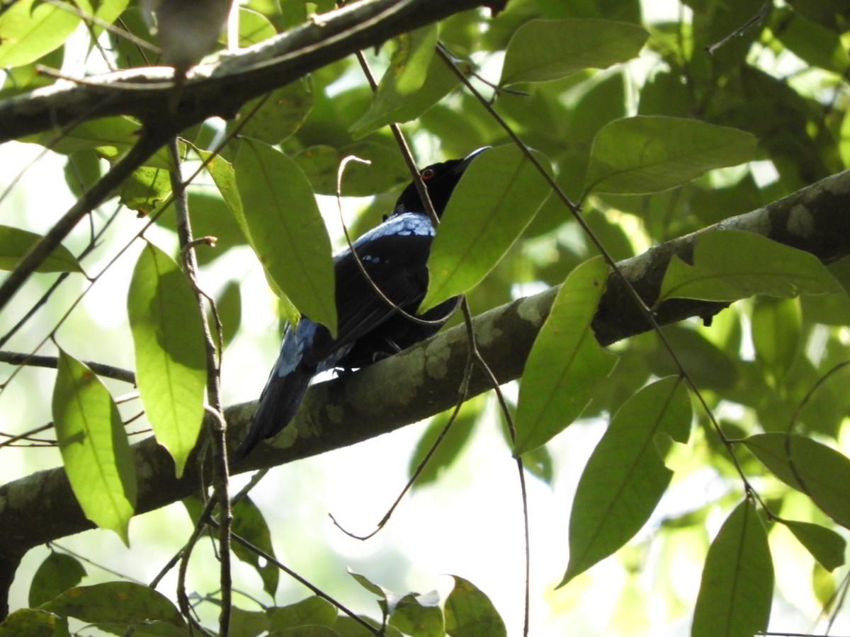 Asian Fairy-bluebird - Phanakorn Kraomklang