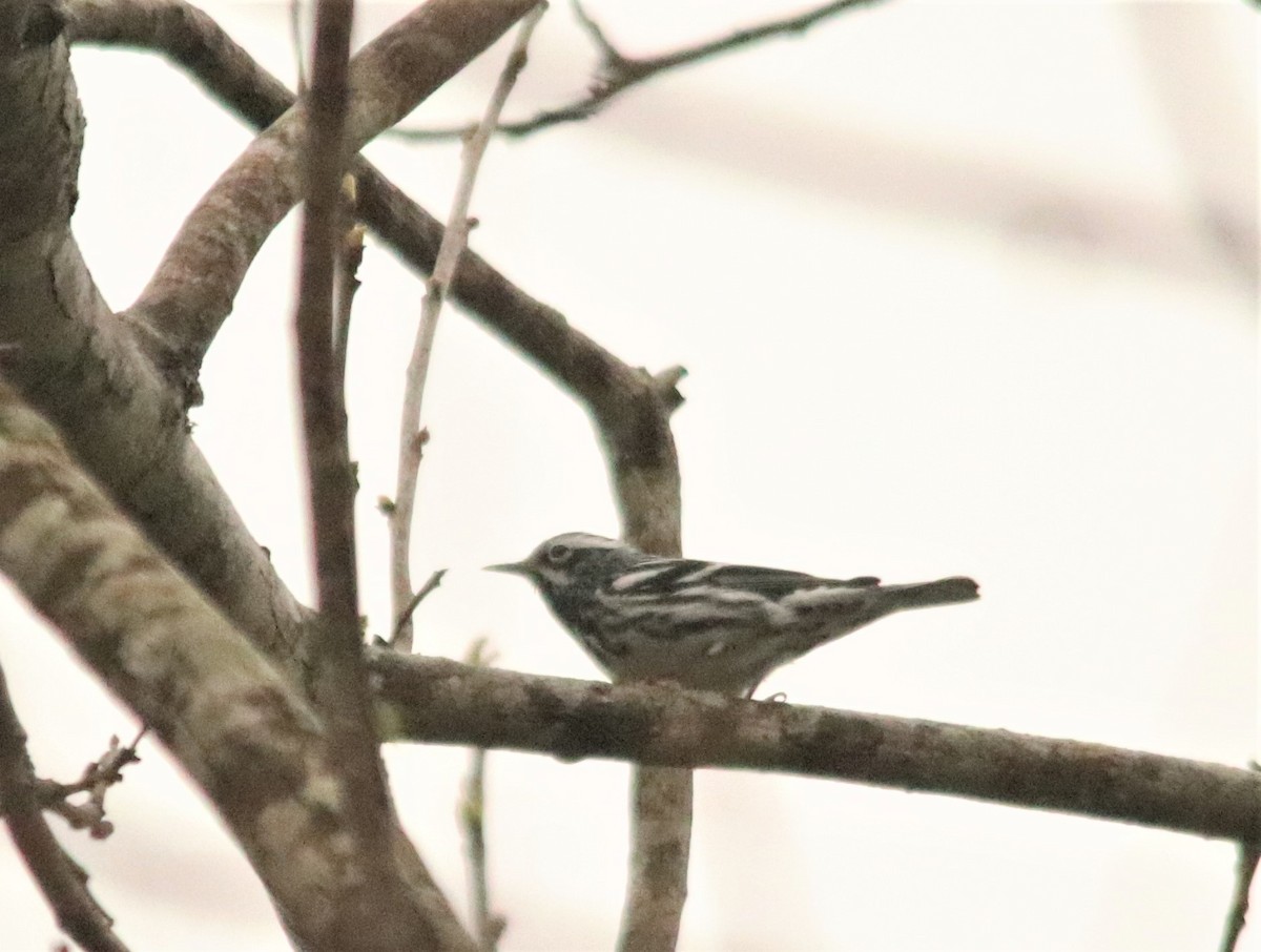 Black-and-white Warbler - John Pike