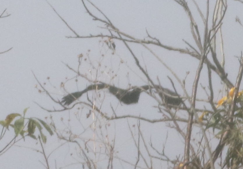 Common Black Hawk - logan kahle