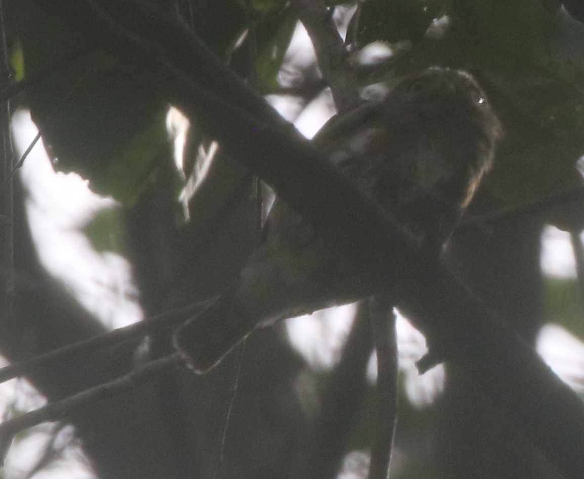 Colima Pygmy-Owl - ML217899291