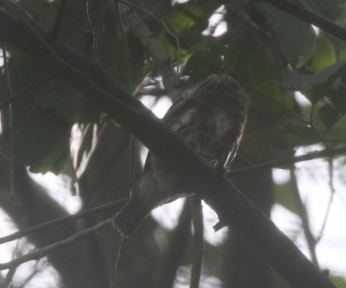 Colima Pygmy-Owl - logan kahle