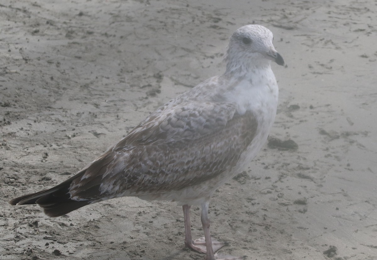 Herring Gull - logan kahle