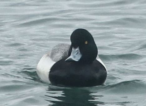 Greater Scaup - sicloot