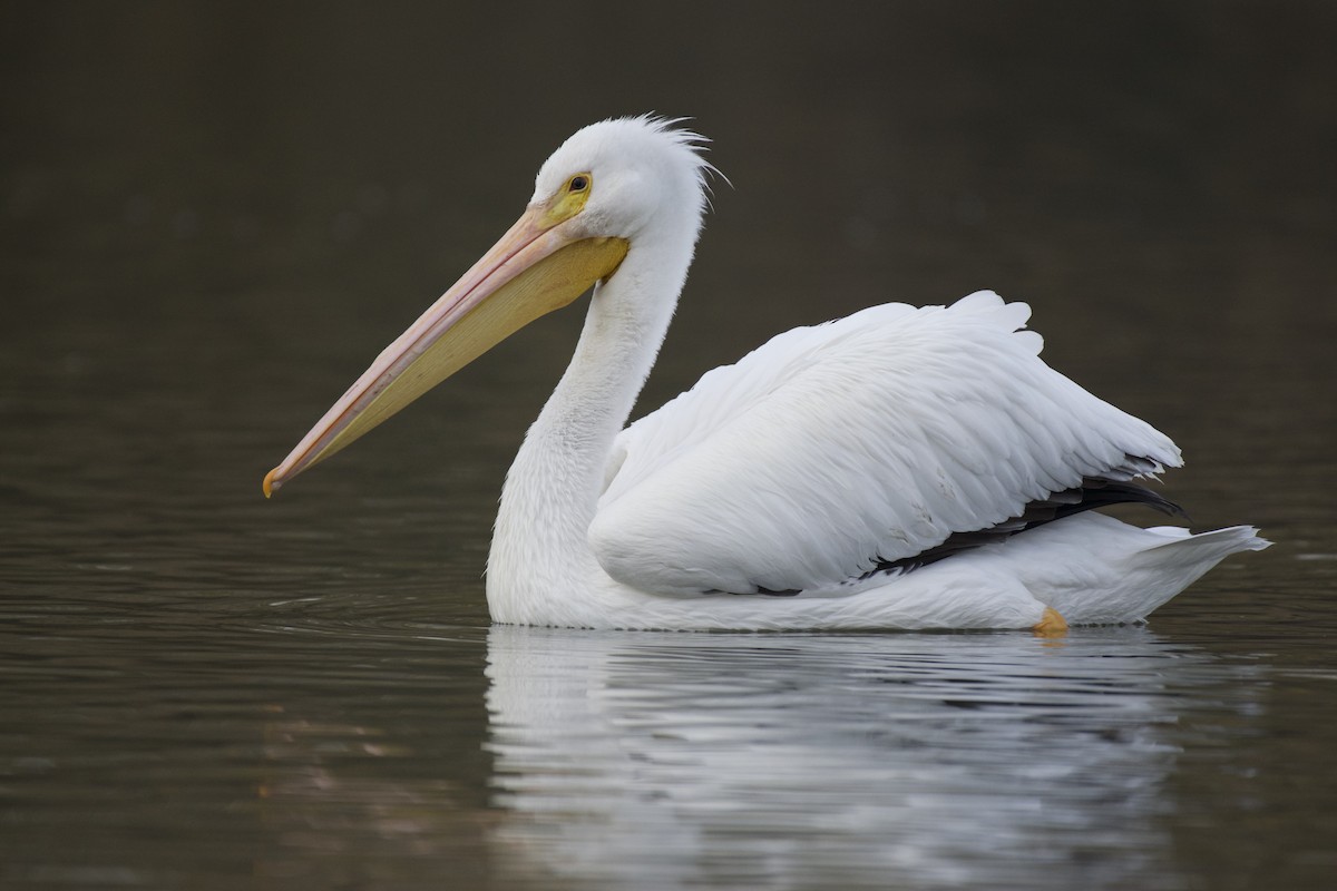 American White Pelican - Josiah Verbrugge