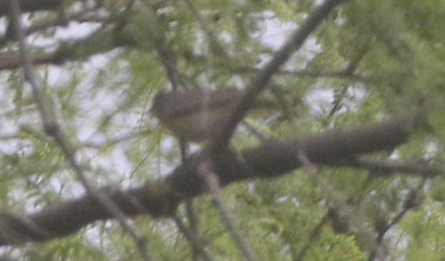 Lucy's Warbler - ML217903791