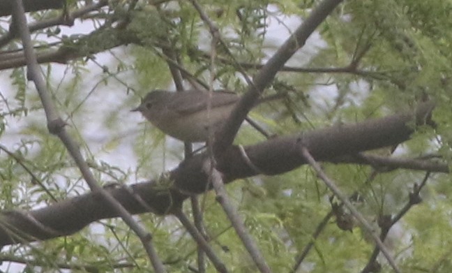 Lucy's Warbler - ML217903811