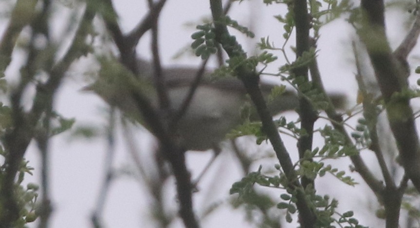Lucy's Warbler - ML217903821