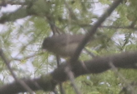 Lucy's Warbler - ML217903831
