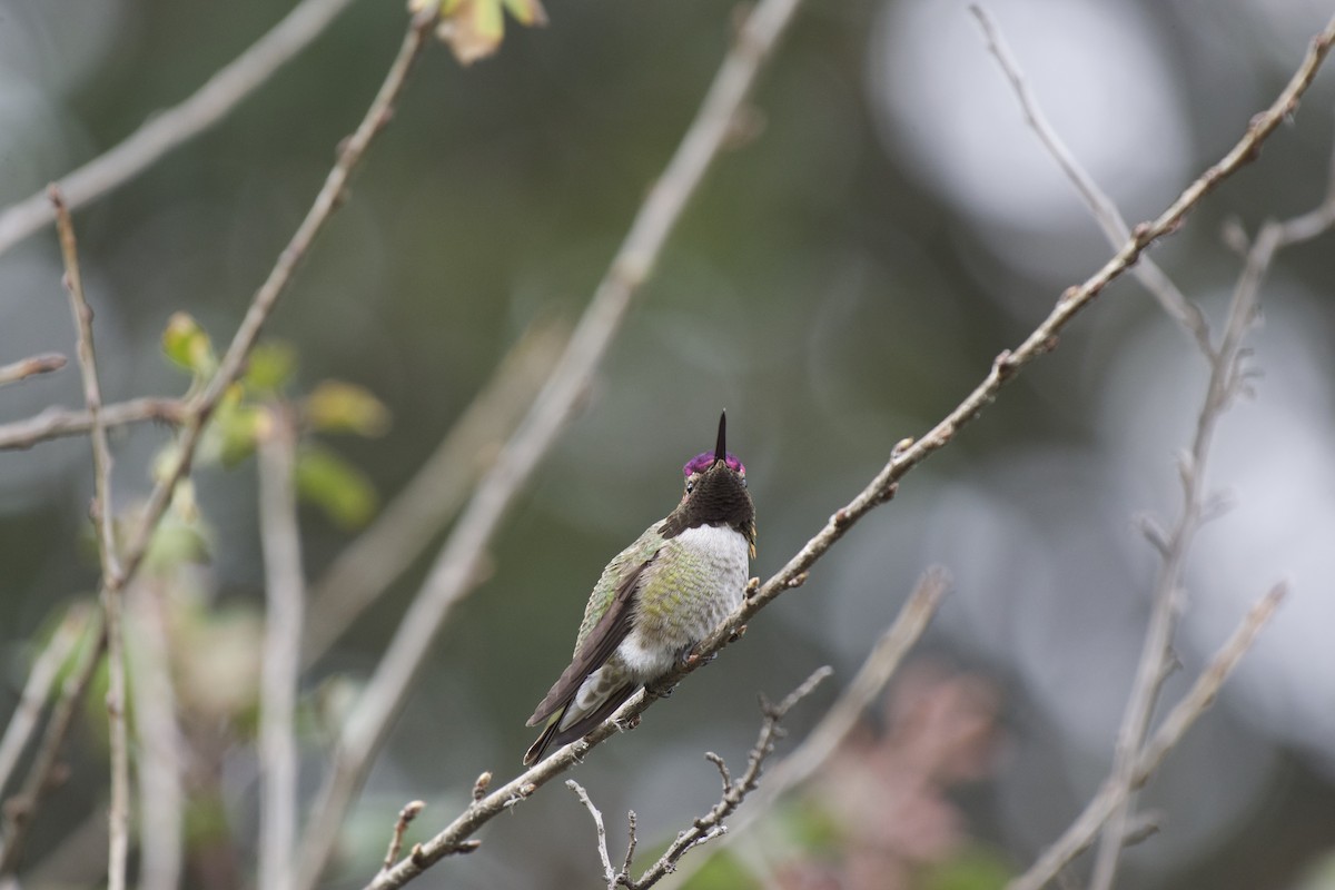 Anna's Hummingbird - Josiah Verbrugge