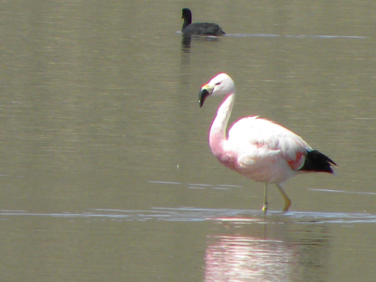 Andean Flamingo - ML217905151