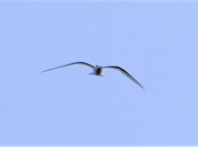 White Tern - ML217905161
