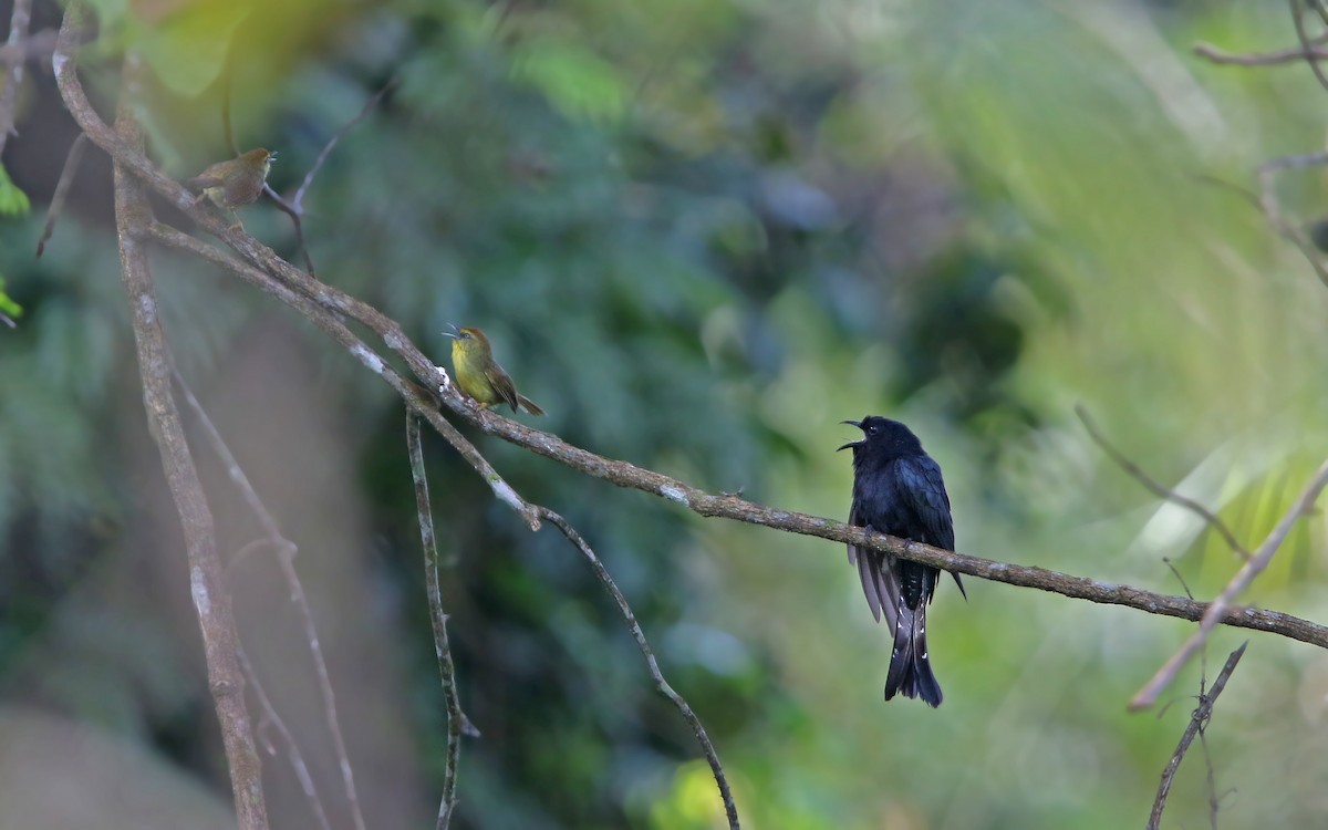 Square-tailed Drongo-Cuckoo - ML217906451
