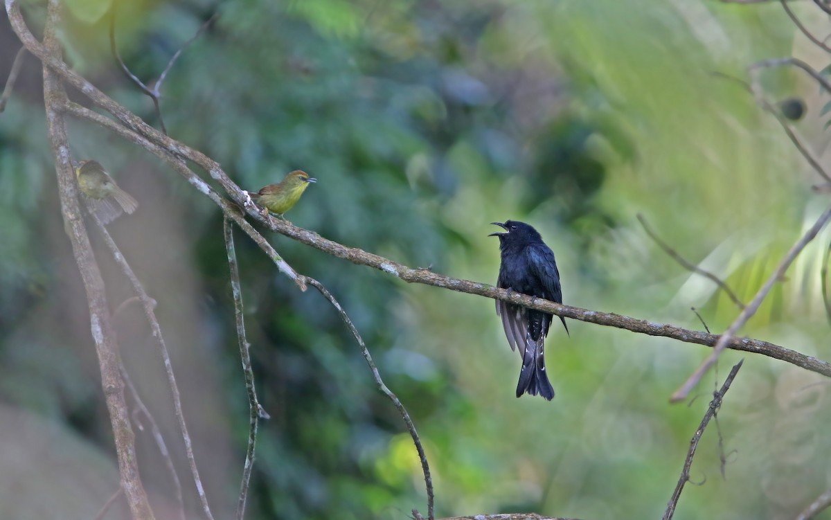 Square-tailed Drongo-Cuckoo - ML217906461
