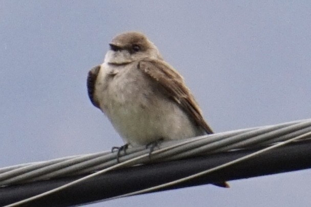 Northern Rough-winged Swallow - ML217907941