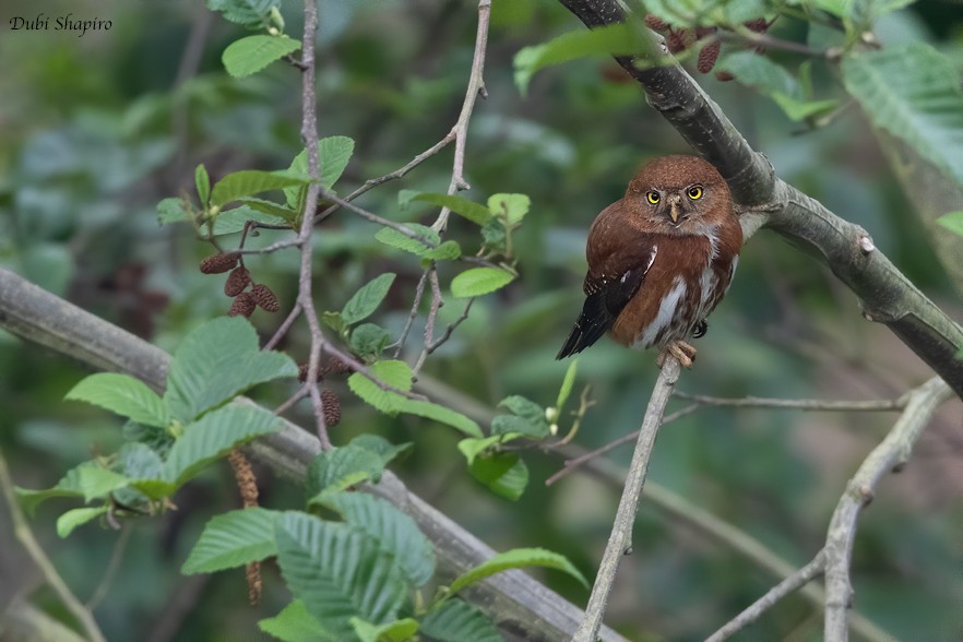Northern Pygmy-Owl - Dubi Shapiro