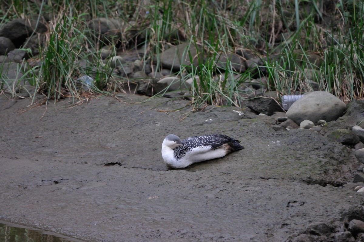 Red-throated Loon - ML217909251