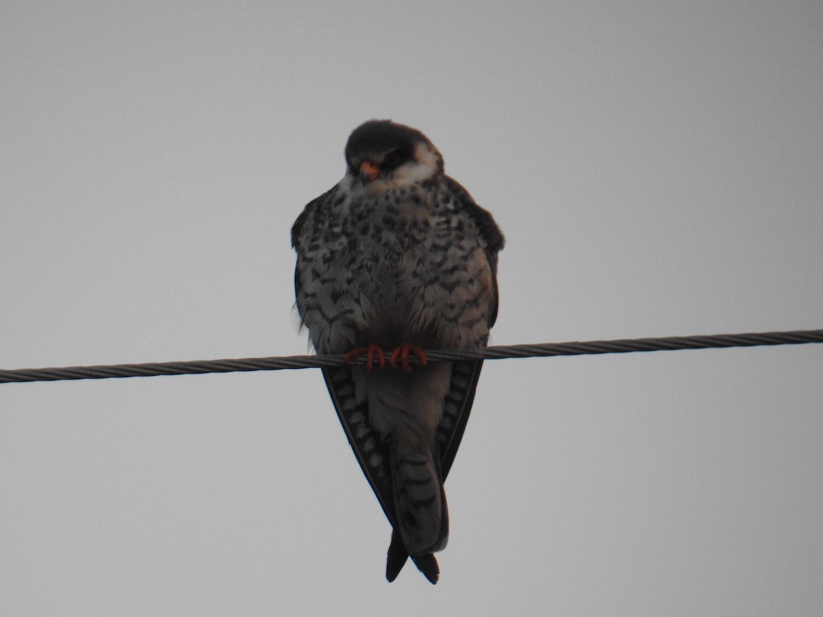 Amur Falcon - Karan Tambe