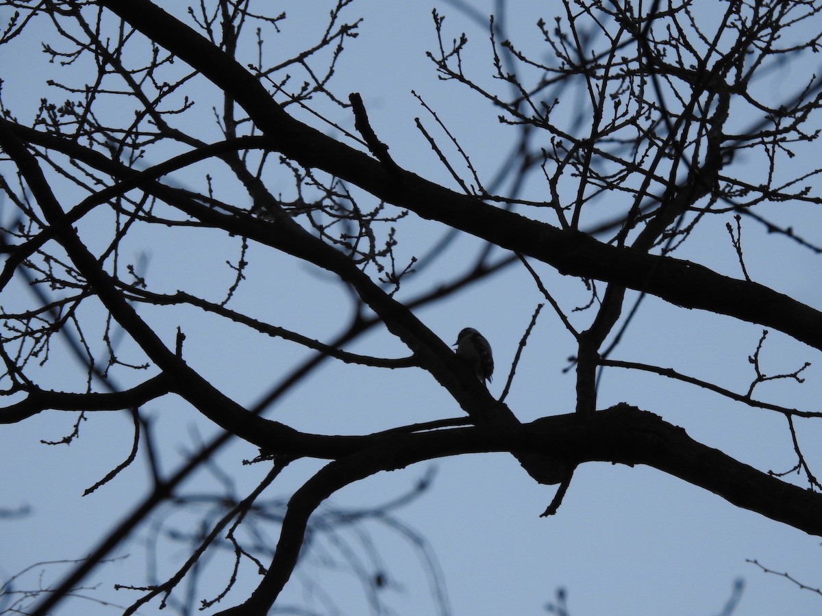Lesser Spotted Woodpecker - Sławomir Karpicki
