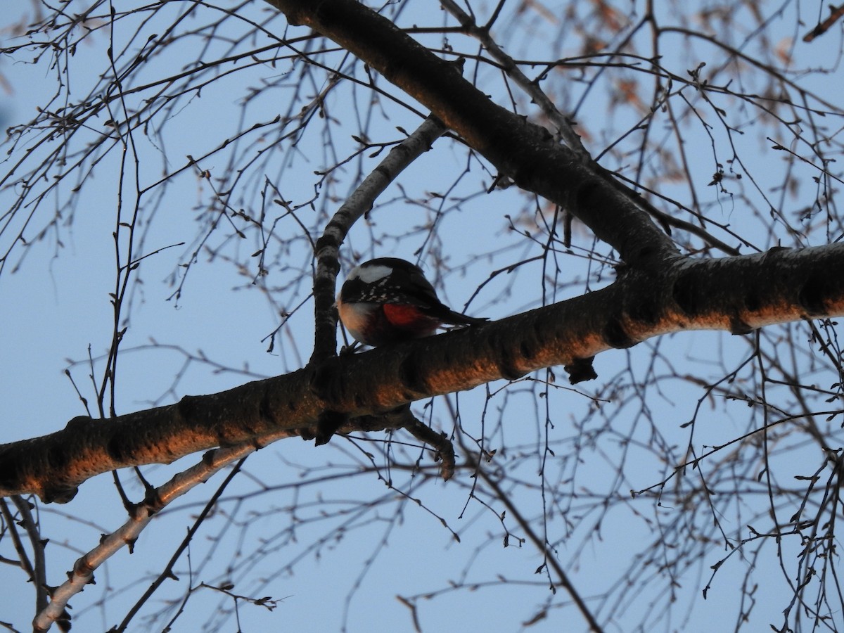 Great Spotted Woodpecker - ML217913561