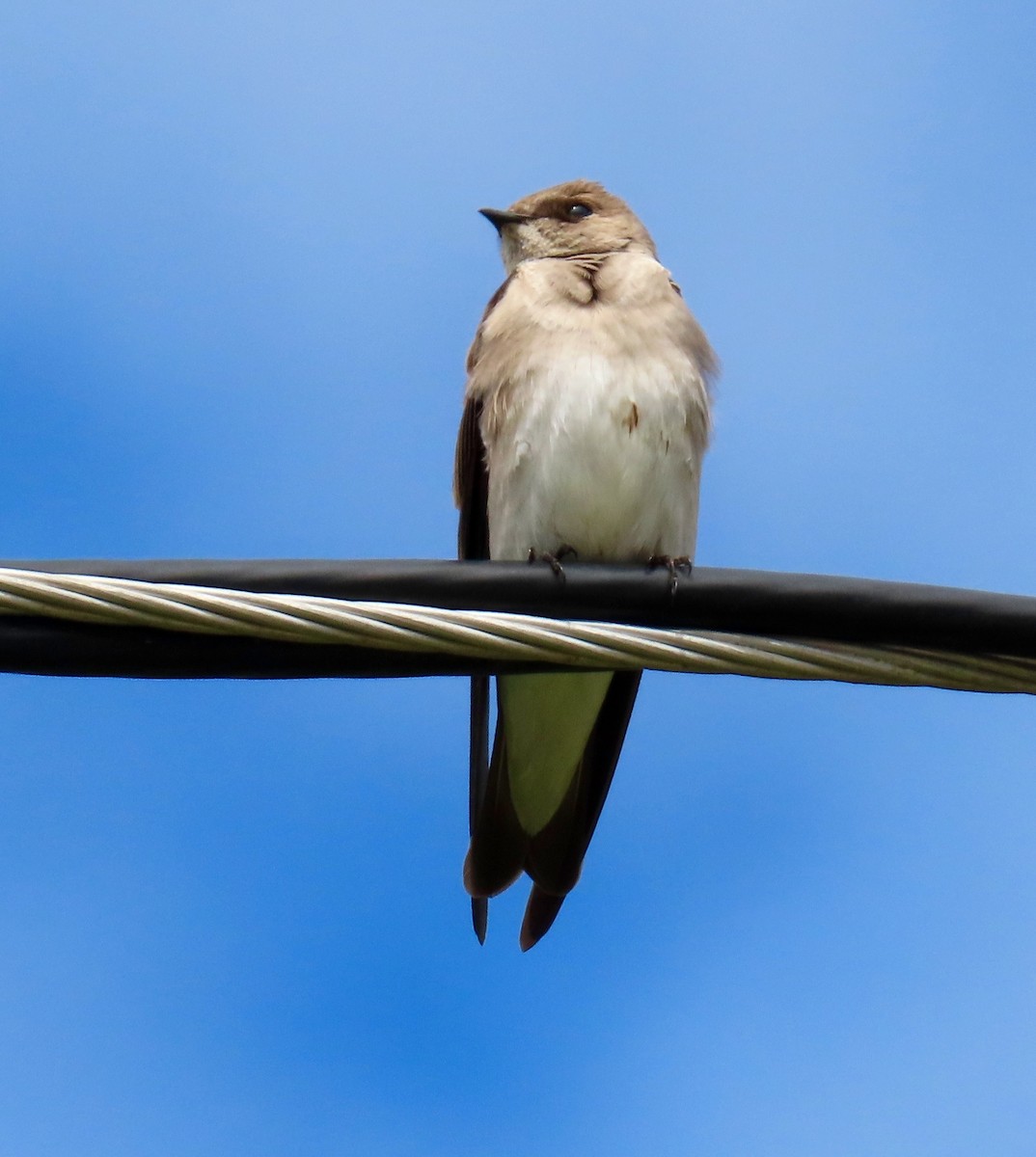 Northern Rough-winged Swallow - Petra Clayton