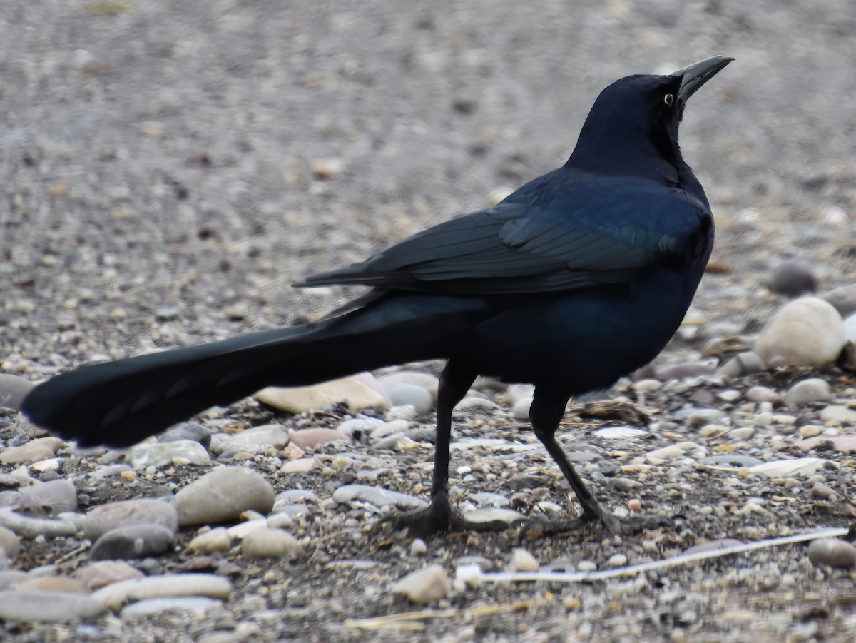 Great-tailed Grackle - ML217915141