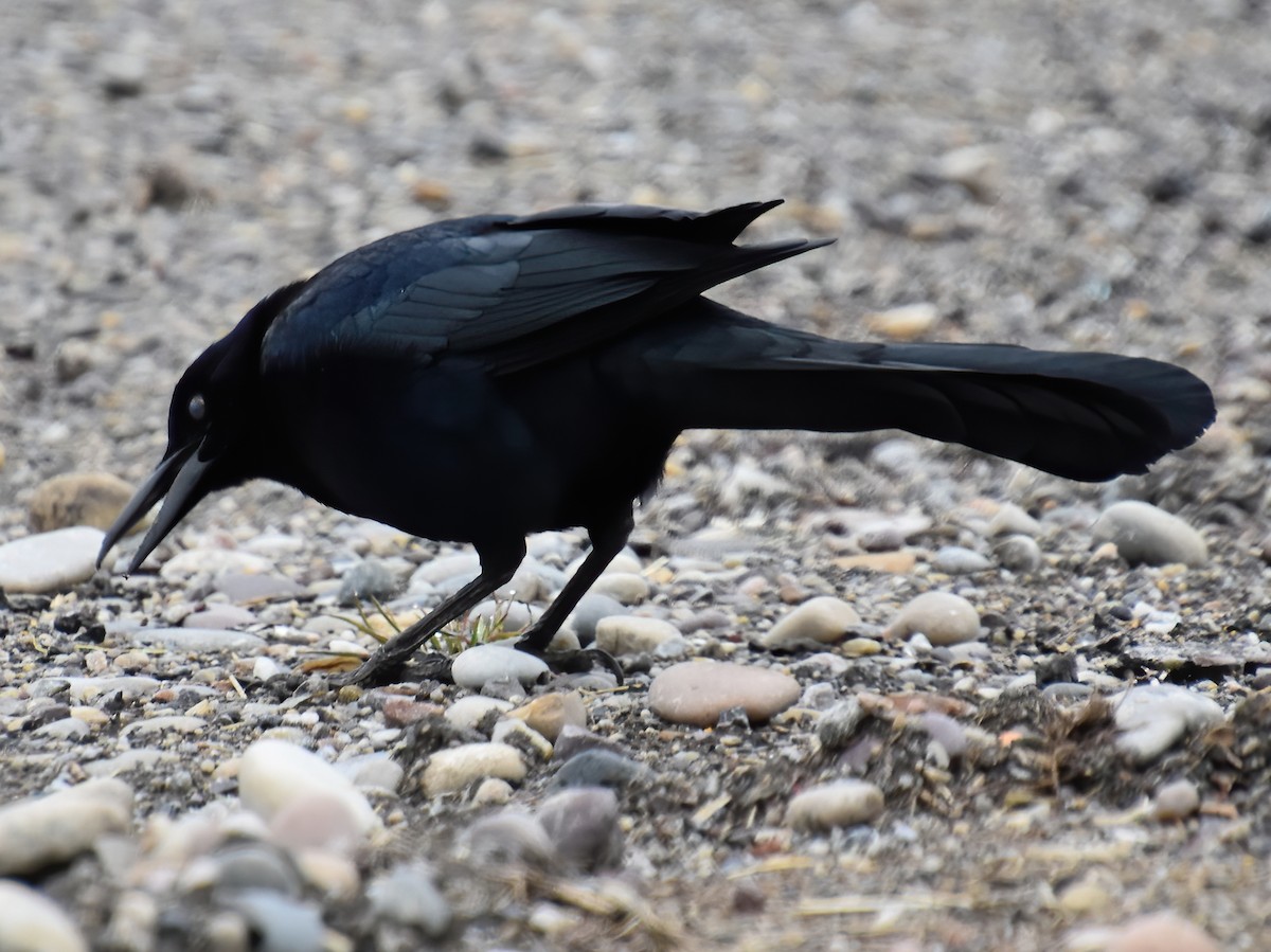 Great-tailed Grackle - ML217915151