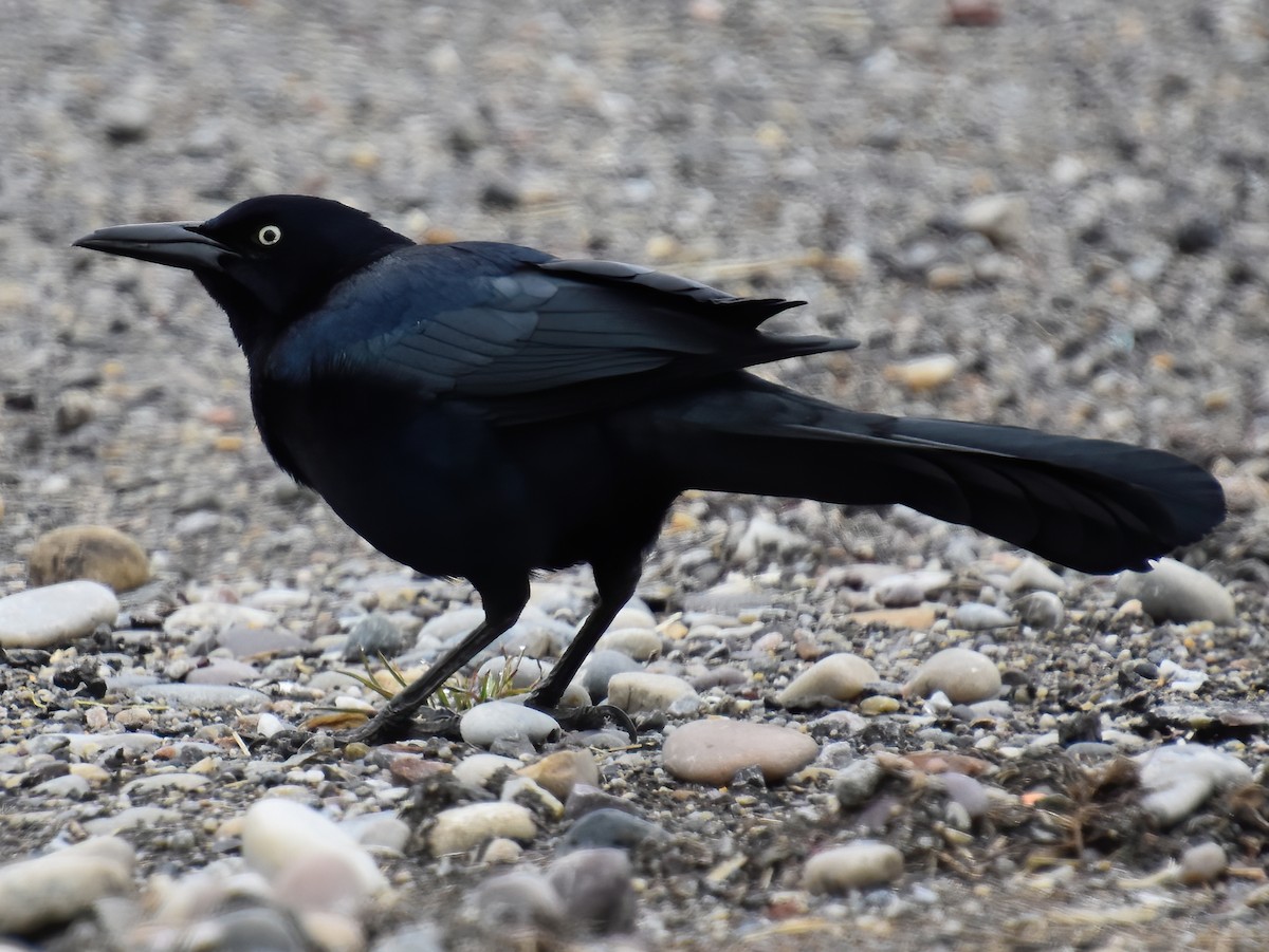 Great-tailed Grackle - ML217915161
