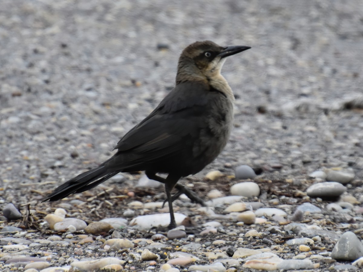 Great-tailed Grackle - ML217915171