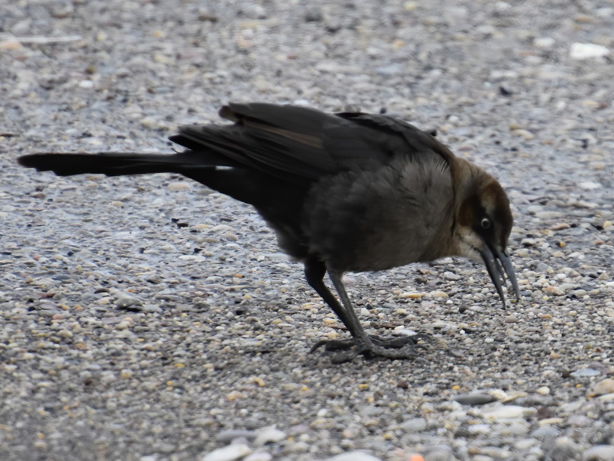 Great-tailed Grackle - ML217915201