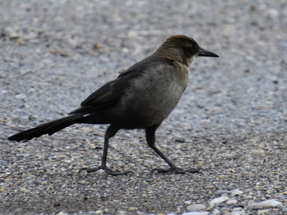 Great-tailed Grackle - ML217915221