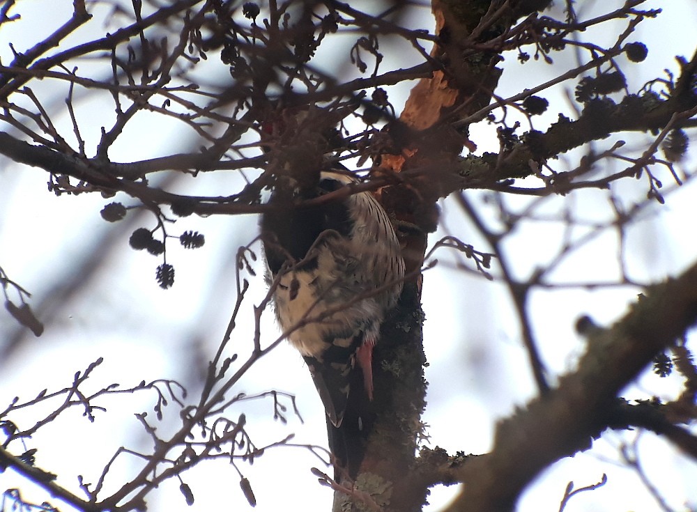White-backed Woodpecker - ML217919461