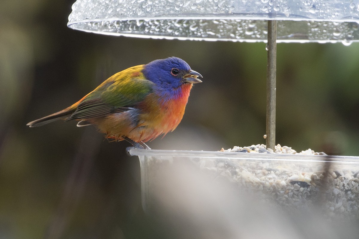 Painted Bunting - ML217919661