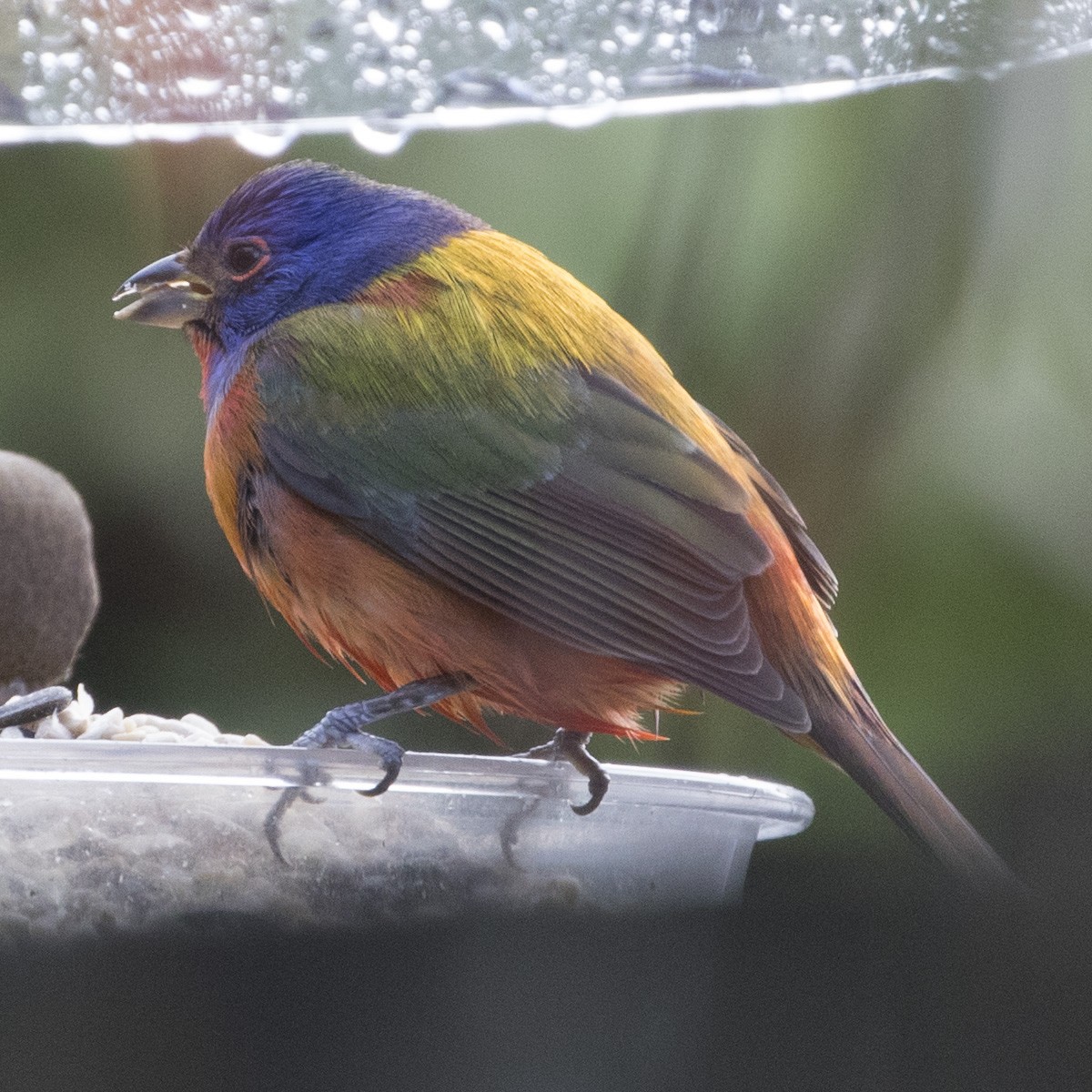 Painted Bunting - ML217919671