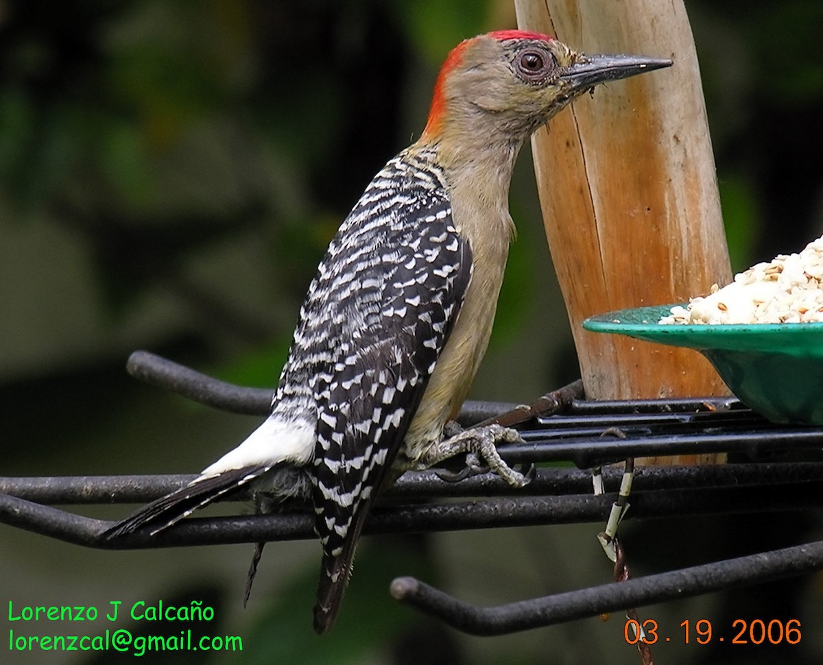 Red-crowned Woodpecker - Lorenzo Calcaño