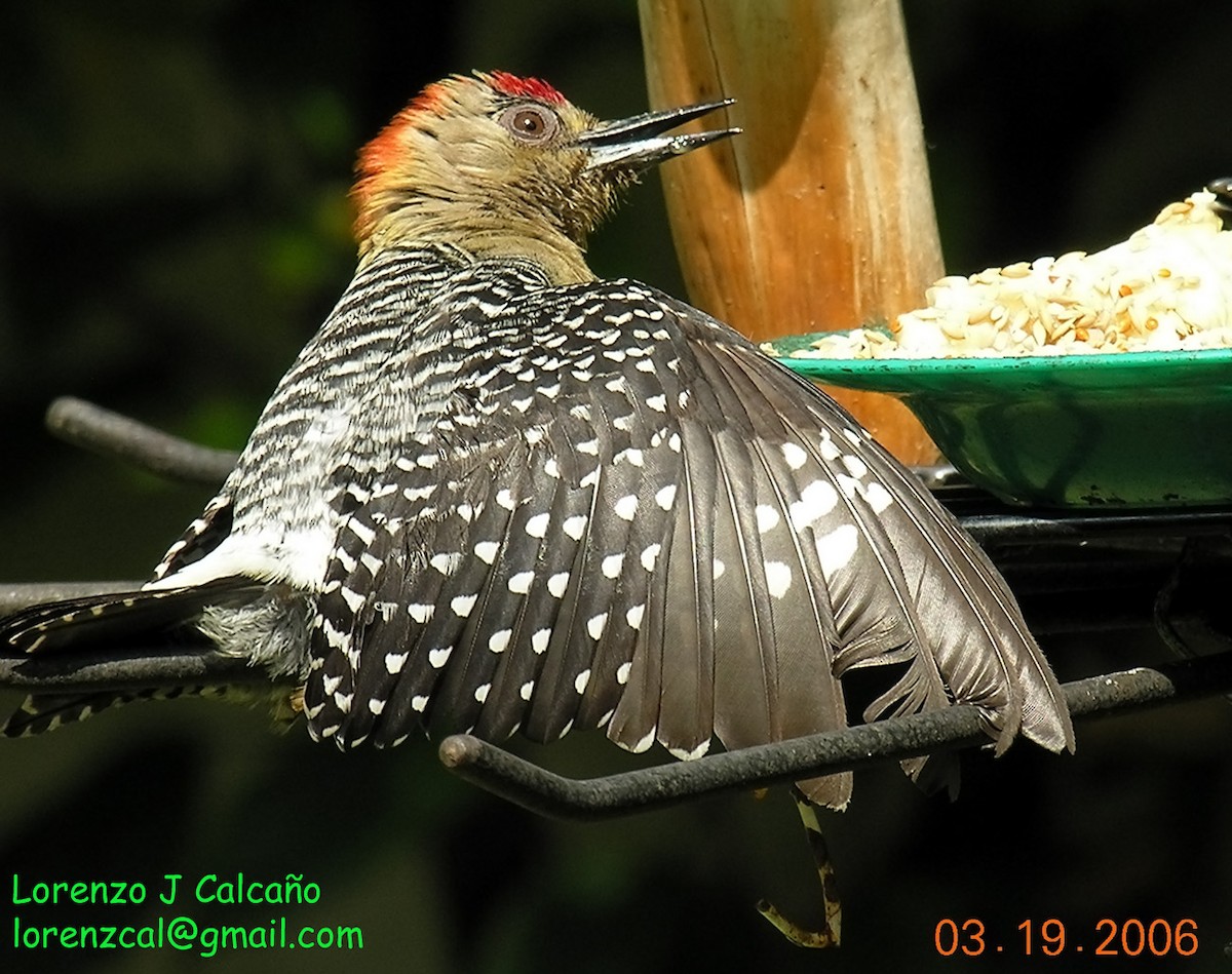 Red-crowned Woodpecker - Lorenzo Calcaño
