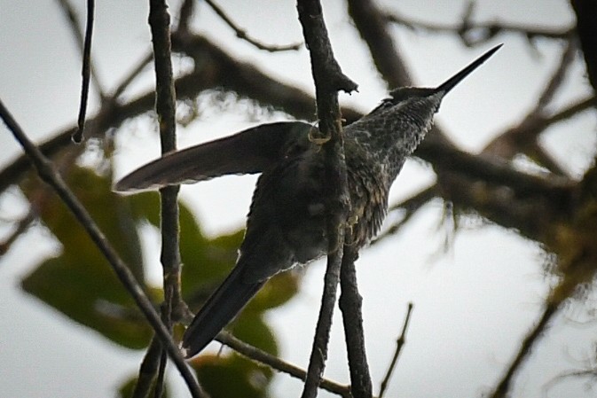 Speckled Hummingbird - Alan OHeron