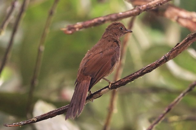 Juvenile Rufous-brown Solitaire, commencing Preformative Molt (subspecies <em class="SciName notranslate">chubbi</em>). - Rufous-brown Solitaire - 
