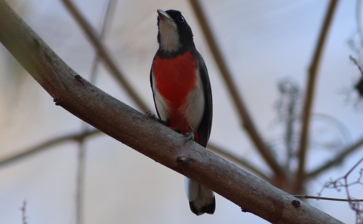 Red-breasted Chat - Gary Leavens