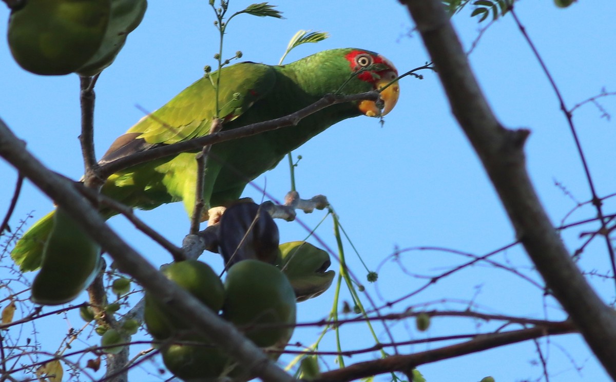 White-fronted Parrot - Gary Leavens