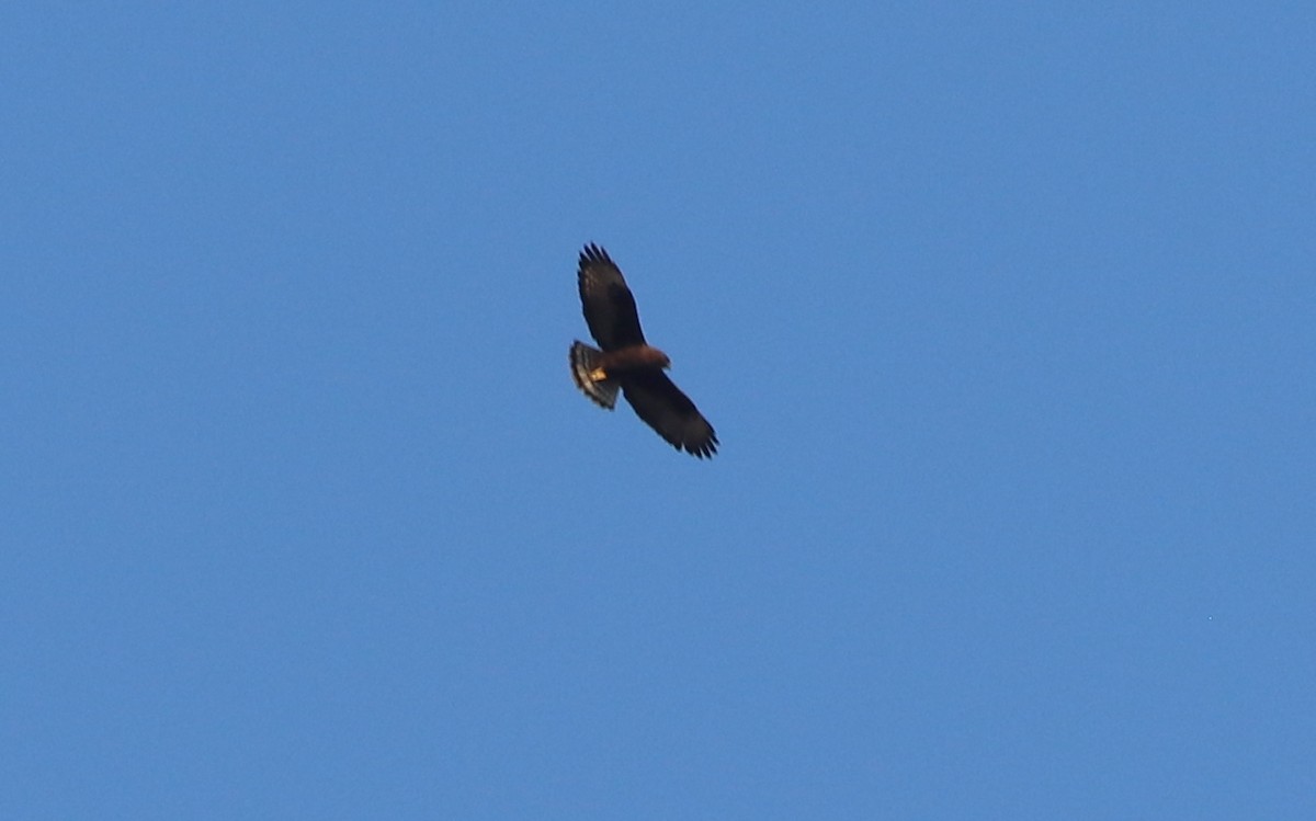 Short-tailed Hawk - Gary Leavens