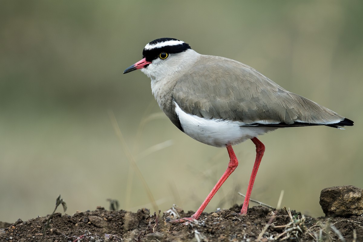 Crowned Lapwing - ML217933301