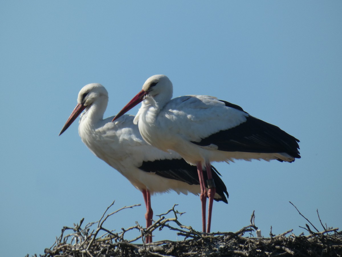 White Stork - Jean-Paul Boerekamps